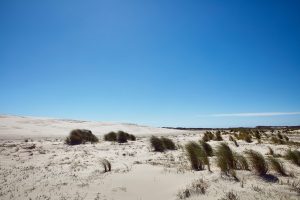 Vesterhavet - Danmarks vildeste natur fortalt og fotograferet