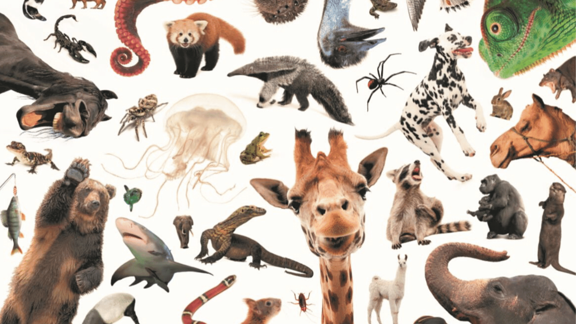 Sebastians store quiz om dyr 2, Sebastian Klein, Dyrebøger, Bøger om dyr