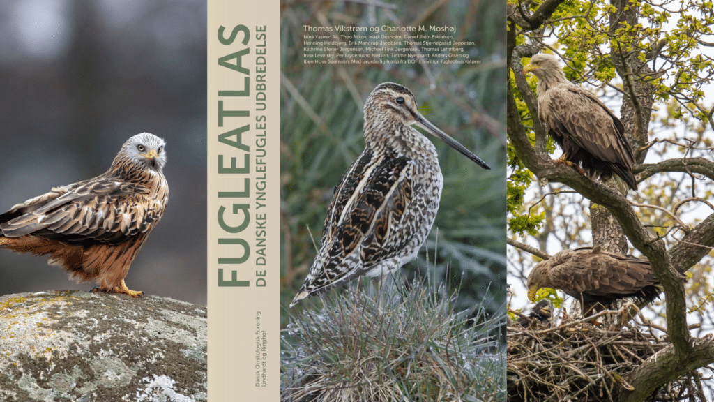 Efter et årtis arbejde: Dansk Ornitologisk Forening udgiver det tredje store Fugleatlas