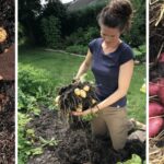 Sådan dyrker du kartofler, der kommer rene op af jorden (ja, du læste rigtigt)